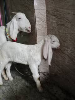 goat | bakri |  rajanpuri goat for sale
