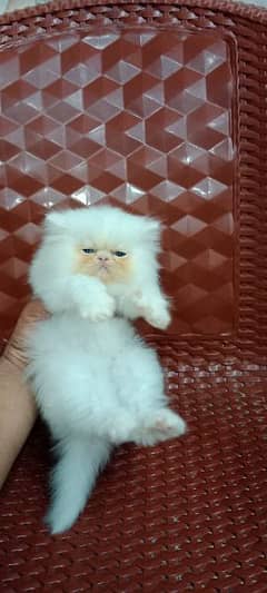 Persian peke kitten