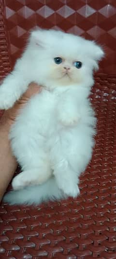 Persian peke kitten