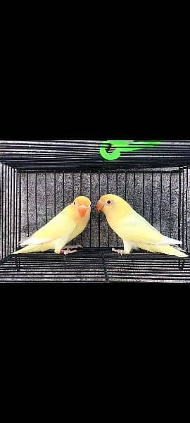 love birds | Breeder pair | Albino red eye | parblue split ino |parrot 1