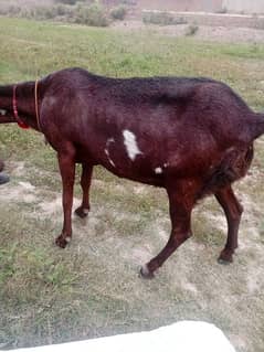 A beautiful young nagri goat, 2.5 month ki gaban