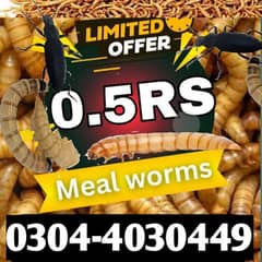 Mealworm,Fish Hens, Parrots, Pigeon,Finches,Doves,Aseel/Food