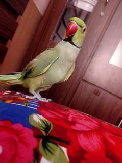 Talking parrot hand tame parrot, fully trained children friendly