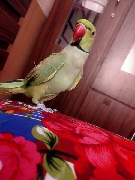 Talking parrot hand tame parrot, fully trained children friendly 0