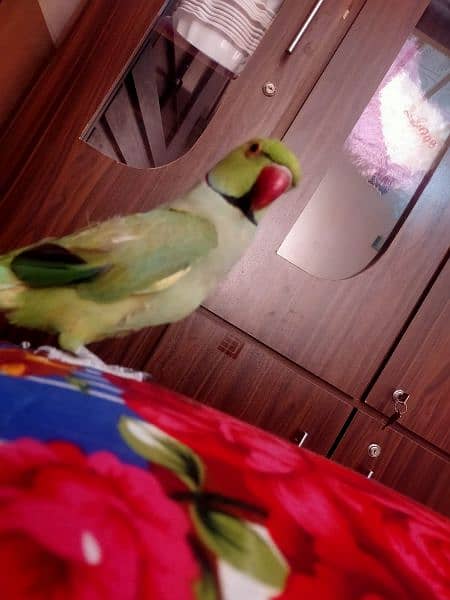 Talking parrot hand tame parrot, fully trained children friendly 2
