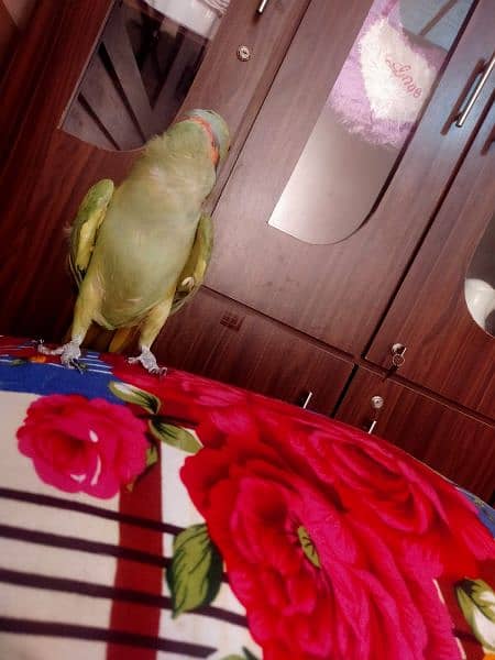 Talking parrot hand tame parrot, fully trained children friendly 3