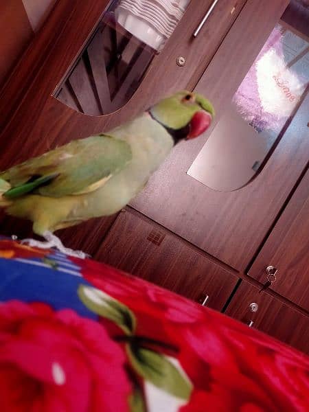 Talking parrot hand tame parrot, fully trained children friendly 4