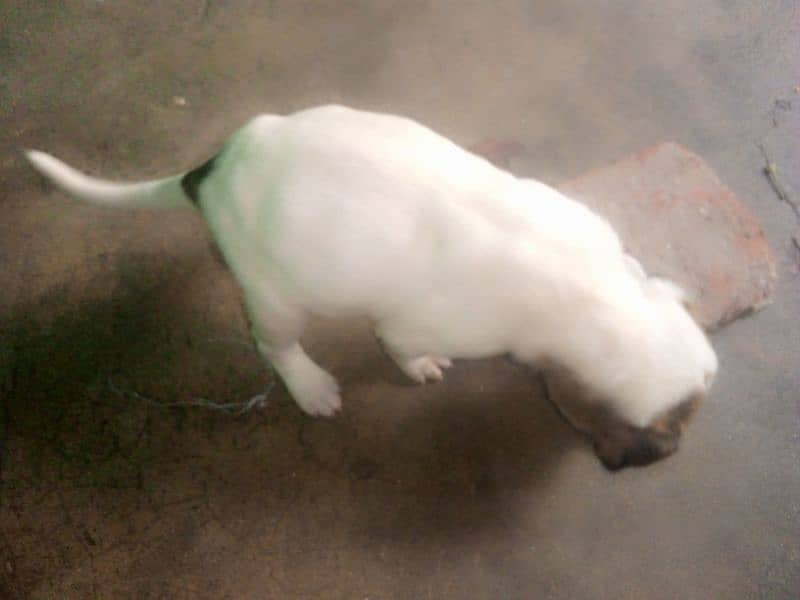 pointer baby male for sale 0327/4650/705 price 15000 0