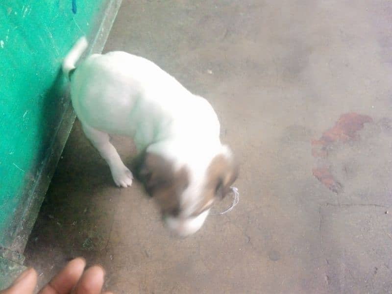 pointer baby male for sale 0327/4650/705 price 15000 1