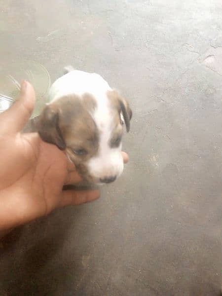 pointer baby male for sale 0327/4650/705 price 15000 3