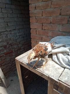 Aseel chick's for sale 3000 ka pair