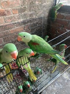 green parrot -raw parrot
