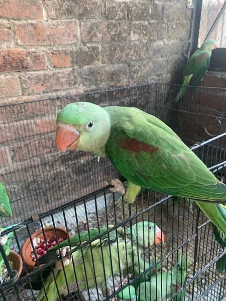 green parrot -raw parrot 1