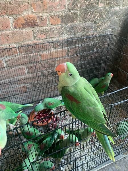 green parrot -raw parrot 2