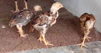 Aseel chicks trio patha Murga Hen Madi murghi Murgha pathi egg rooster