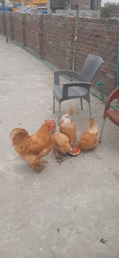 Healthy Egg laying Couples of good quality Golden Buff