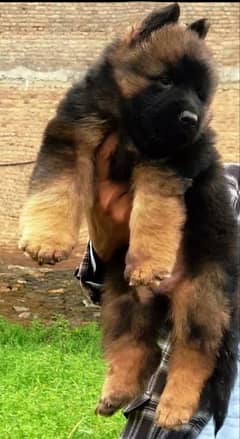 German shepherd Dog | German shepherd Long Coat Dog For Sale