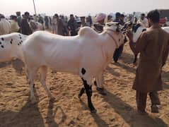 Fateh jangi bull for sale