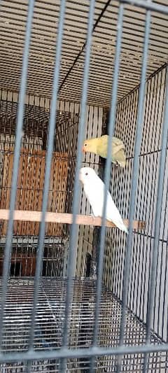 lovebird breeder pair with cage and box