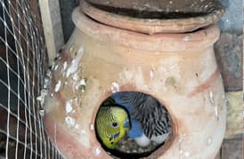 Budgie birds all color available full size pair breeder pair