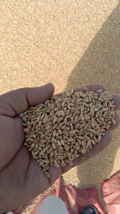 dilkash wheat for sale