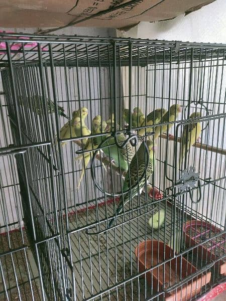 Budgie for sale 0