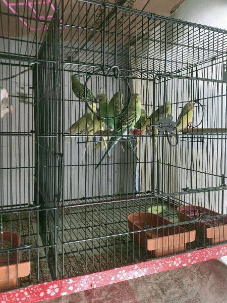 Budgie for sale 1