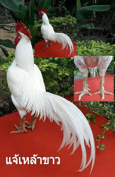 High-Quality Bengum, Muska Australorp Birds and Fertile Eggs for Sale! 2