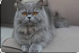 Persian grey cat