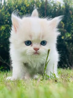 Cat | Kitten | Cat pair | Persian kitten | Double coat Cat