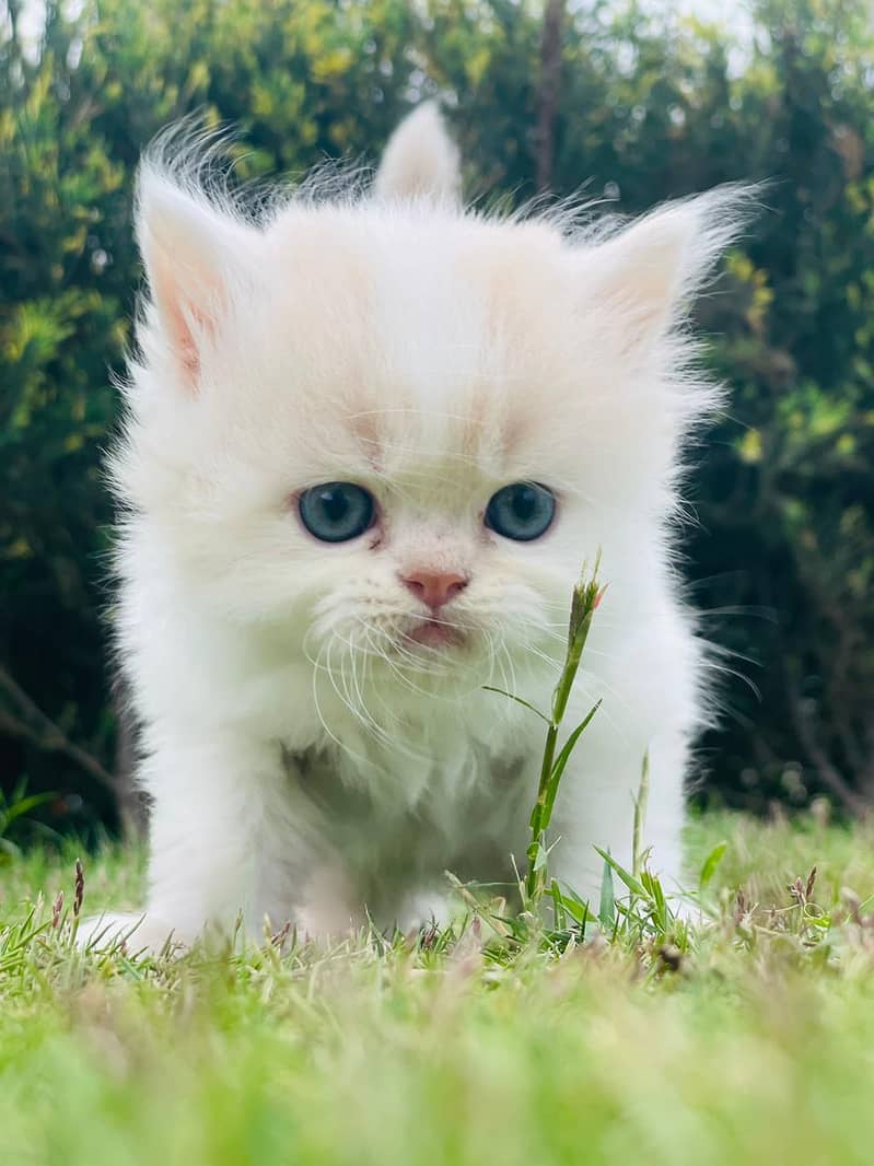 Cat | Kitten | Cat pair | Persian kitten | triple coat Cat 9