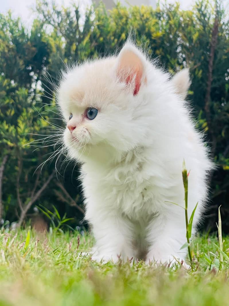 Cat | Kitten | Cat pair | Persian kitten | triple coat Cat 1