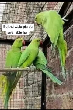 Green parrot for sale