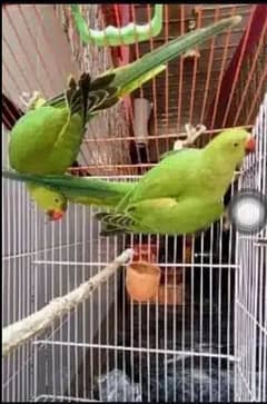 Green parrot for sale