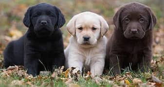 Labrador puppies 03700502245