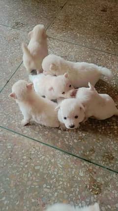Russian dog puppies for sale