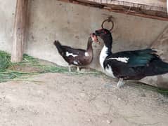 muscovy and desi duck for sale