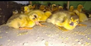 I'm selling my duck chick's