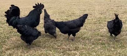 Ayam Cemani Healthy Chicks