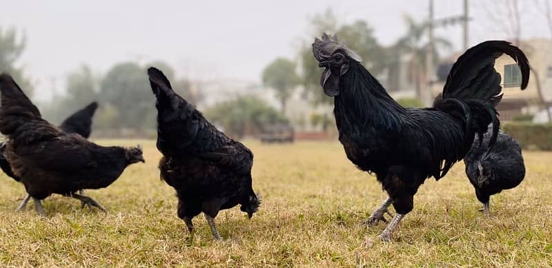 Ayam Cemani Healthy Chicks 4