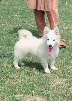 Russian puppy 4 months for sale male