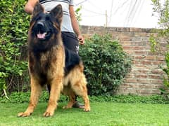 German Shepherd male available for stud