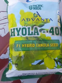 Hyola-401 F1 Hybrid canola seeds