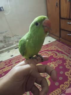 Parrot hand train  raw nhi hy