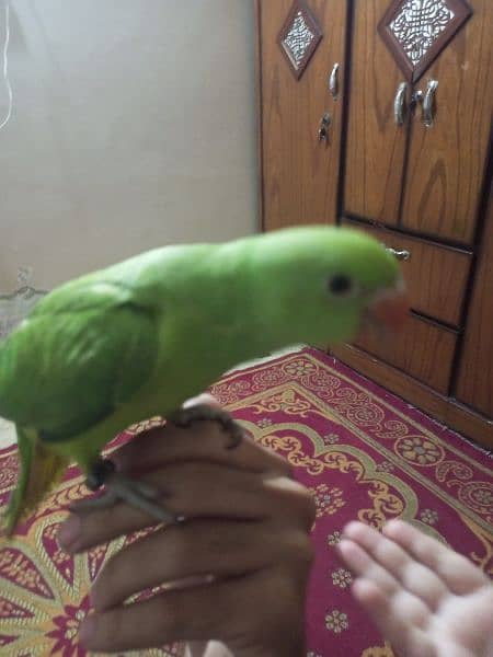 Parrot hand train 7