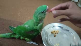 kasmiri raw Parrot jambo size male