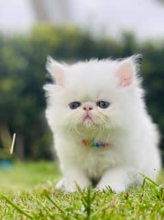 Cat | Kitten | Cat pair | Persian kitten | triple coat Cat