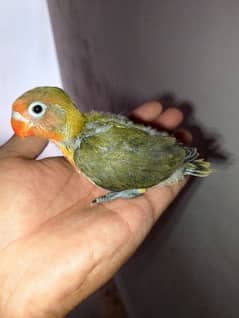 love birds chicks best age for hand tamed read full ad