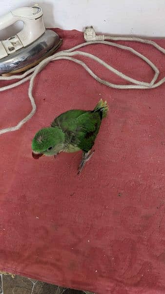 raw king parrot for sale 0