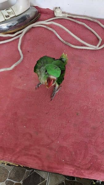 raw king parrot for sale 1